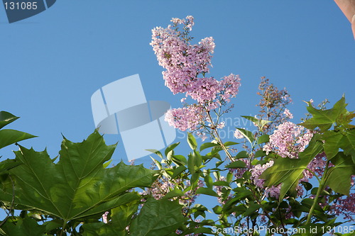 Image of Blossoming lilacs