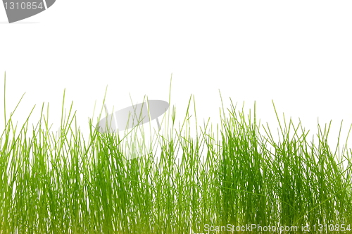 Image of grass