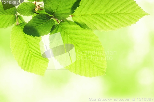 Image of nature