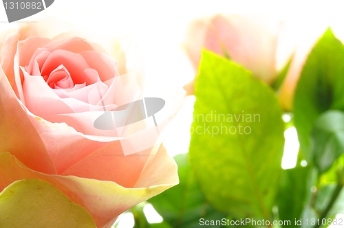 Image of rose flower