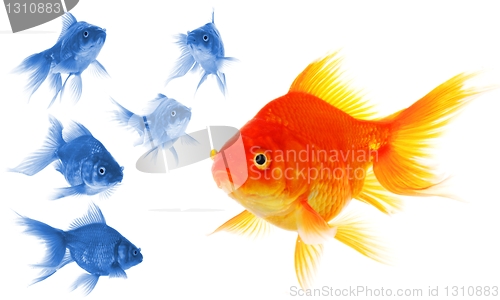 Image of goldfish