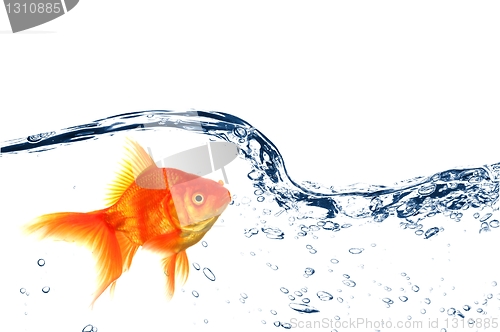 Image of goldfish