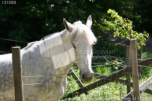 Image of White horse