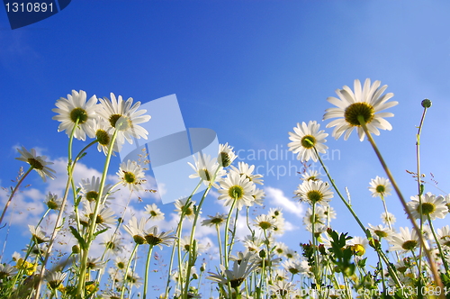 Image of daisy flower from below with blue sky