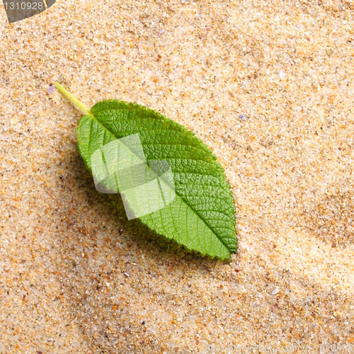 Image of zen stone and leaf