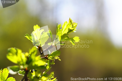 Image of summer nature 