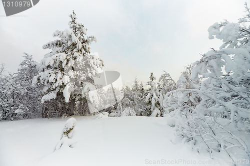 Image of Winter landscape - north wood