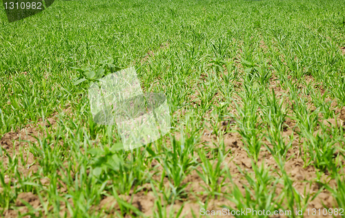 Image of Forage grasses growing in field