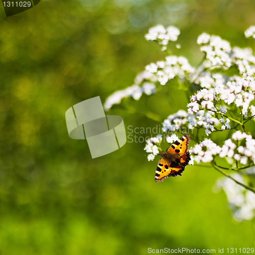 Image of Aglais urticae