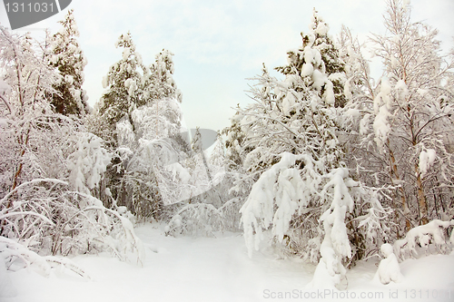 Image of Frozen north woods in snow