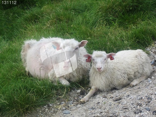 Image of Sheeps