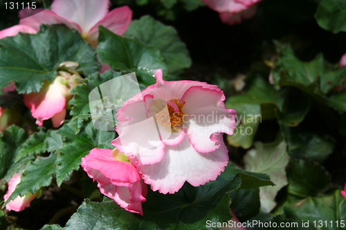 Image of Begonia