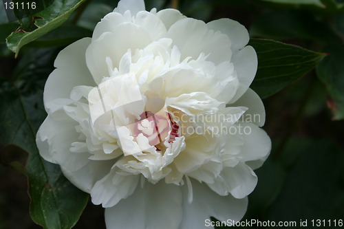 Image of Beautiful white peony