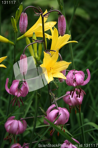 Image of Lilies