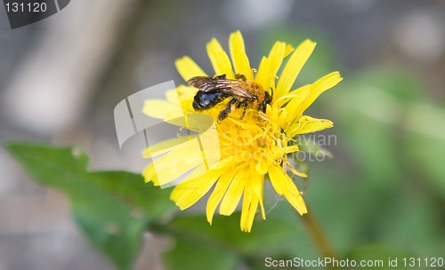 Image of Bee on dandelion