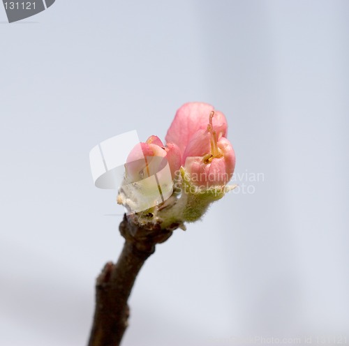 Image of Apple blossom with clipping path