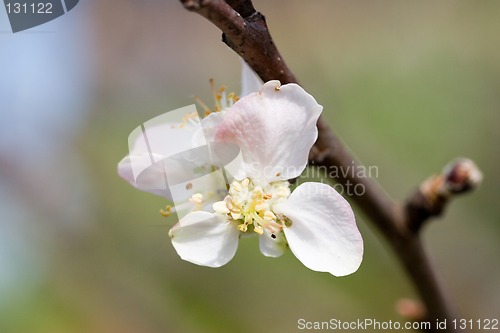 Image of Apple blossom