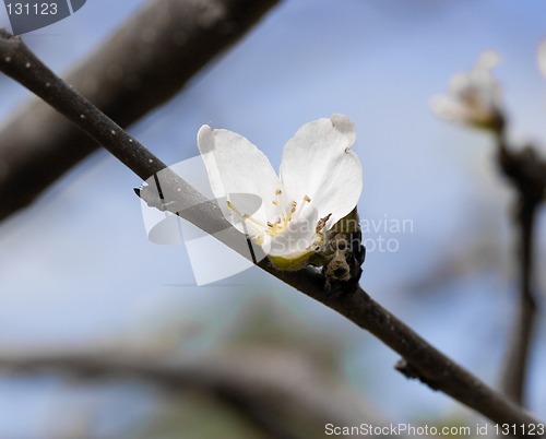 Image of Apple blossom