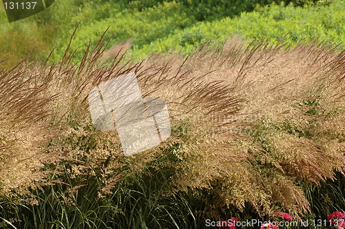 Image of Waving heather