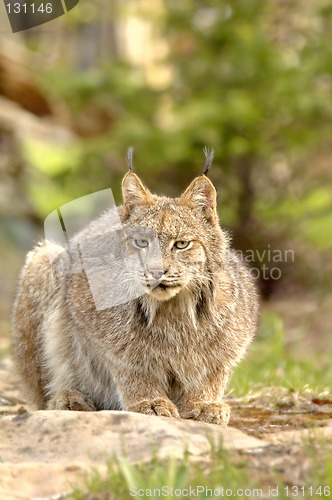 Image of Canadian Lynx (Lynx canadensis) crouching.