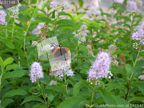 Image of butterfly