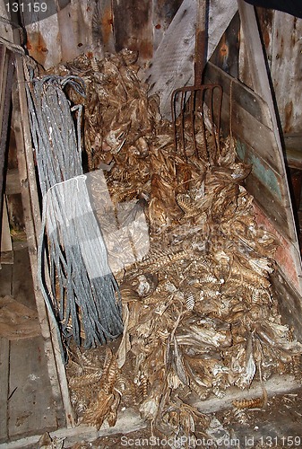 Image of Cod bones