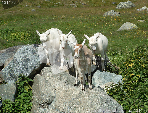 Image of Goats in the mountain