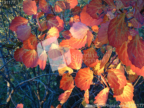 Image of Leaves in automn