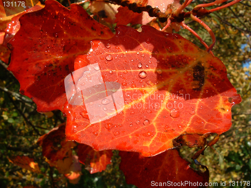 Image of Leaves in automn