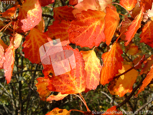 Image of Leaves in automn