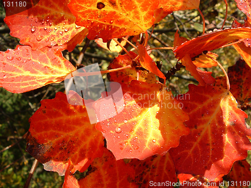 Image of Leaves in automn