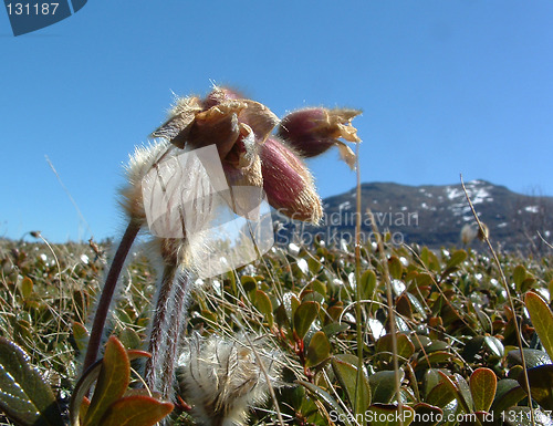 Image of Mountain flowers Mogop