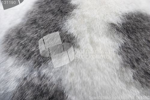 Image of Bunny Fur