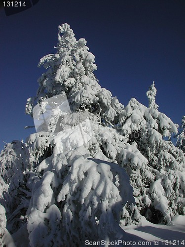 Image of Winter trees