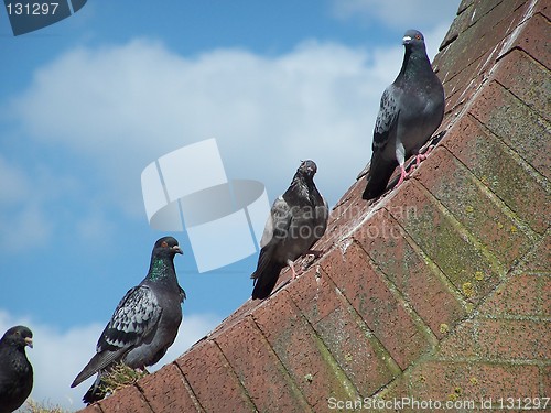 Image of pigeon