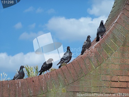 Image of pigeons
