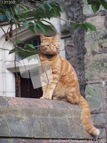 Image of cat on the wall