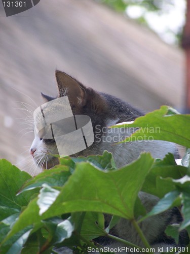 Image of cat in green