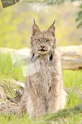 Image of Lynx canadensis, sitting