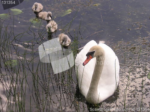 Image of a swan family in line