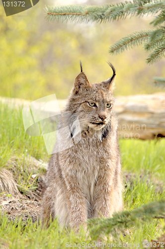 Image of Lynx canadensis - looking right