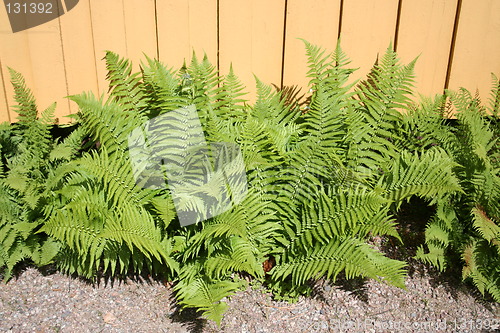 Image of Fern
