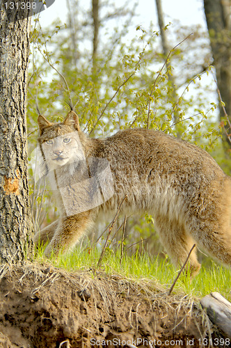 Image of Lynx canadensis standing