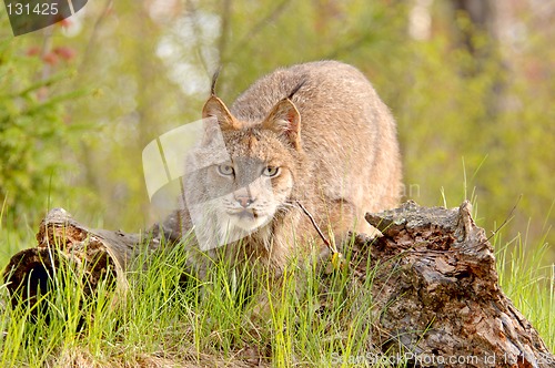 Image of Lynx canadensis stalking