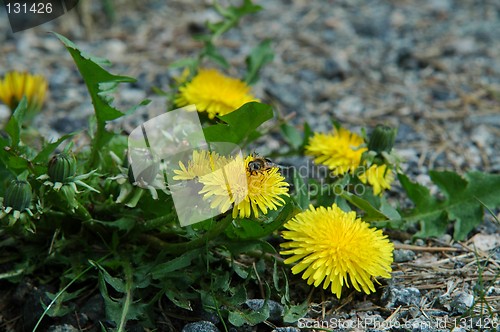 Image of Bee on yellow flower