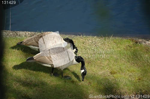 Image of Grazing geese