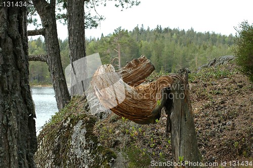 Image of Natural wooden sculpture