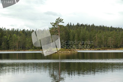 Image of Pinetree in lake