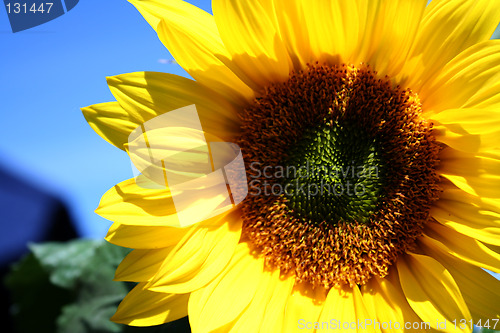 Image of sunflower