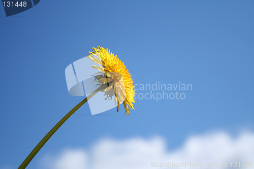 Image of dandelion in blue